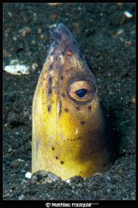 black-finned snake eel by Mathieu Foulquié 